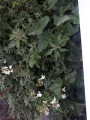 Dipogon lignosus