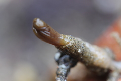 Acromegalomma suspiciens