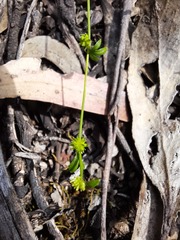 Ranunculus sessiliflorus