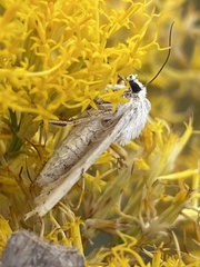 Euxoa catenula