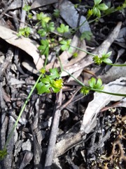 Ranunculus sessiliflorus