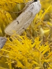 Euxoa catenula