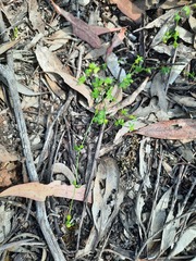 Ranunculus sessiliflorus
