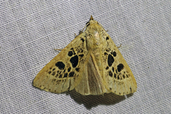 Herminodes atrosignata