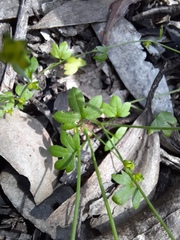 Ranunculus sessiliflorus