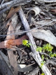 Ranunculus sessiliflorus