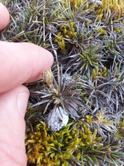 Celmisia laricifolia