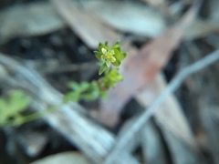 Ranunculus sessiliflorus
