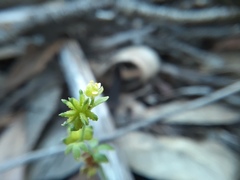 Ranunculus sessiliflorus