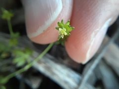 Ranunculus sessiliflorus
