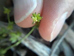 Ranunculus sessiliflorus
