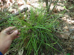 Scleria muehlenbergii