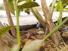 Microlophus occipitalis