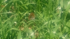 Lycaena phlaeas daimio