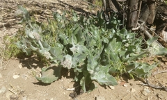 Asclepias californica