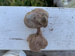 Melanoleuca cinereifolia