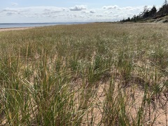Melanoleuca cinereifolia