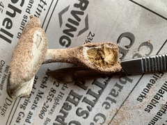 Melanoleuca cinereifolia