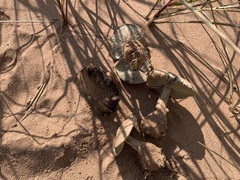Melanoleuca cinereifolia