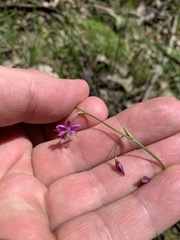 Arthropodium minus