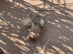 Melanoleuca cinereifolia