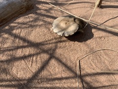 Melanoleuca cinereifolia
