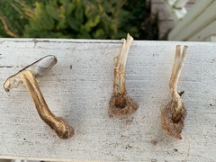 Melanoleuca cinereifolia