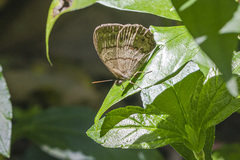 Paryphthimoides grimon