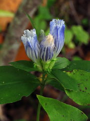 Gentiana decora
