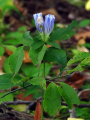 Gentiana decora