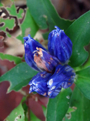 Gentiana austromontana