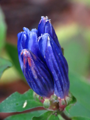 Gentiana austromontana