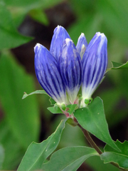 Gentiana austromontana