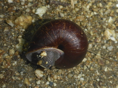 Helminthoglypta arrosa