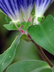 Gentiana austromontana