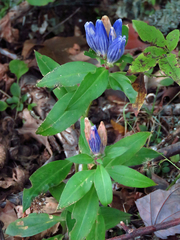 Gentiana austromontana