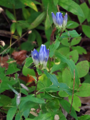 Gentiana austromontana