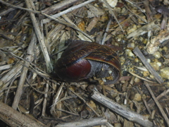 Helminthoglypta arrosa