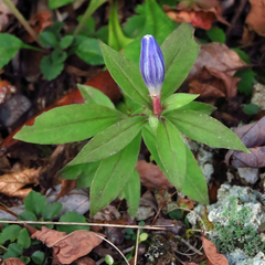Gentiana austromontana