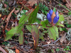 Gentiana austromontana
