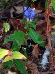 Gentiana austromontana