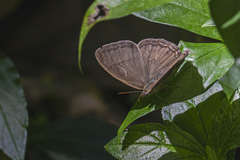 Paryphthimoides grimon