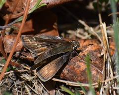 Hesperia metea