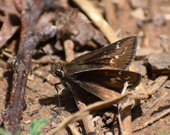 Hesperia metea