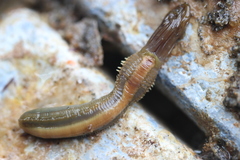 Acromegalomma suspiciens