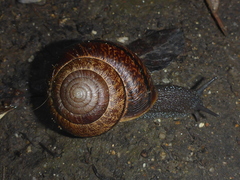 Helminthoglypta arrosa