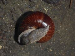 Helminthoglypta arrosa