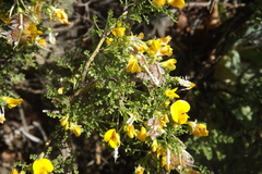 Adesmia confusa
