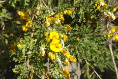 Adesmia confusa