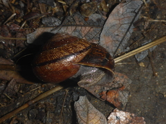 Helminthoglypta arrosa